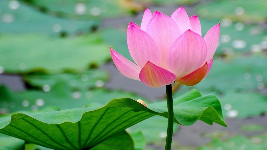 lago fiori di loto - eventi lago fiori di loto - eventi