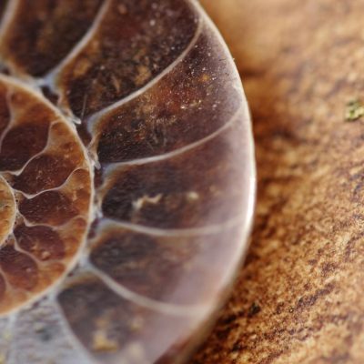 Fossile - Eventi