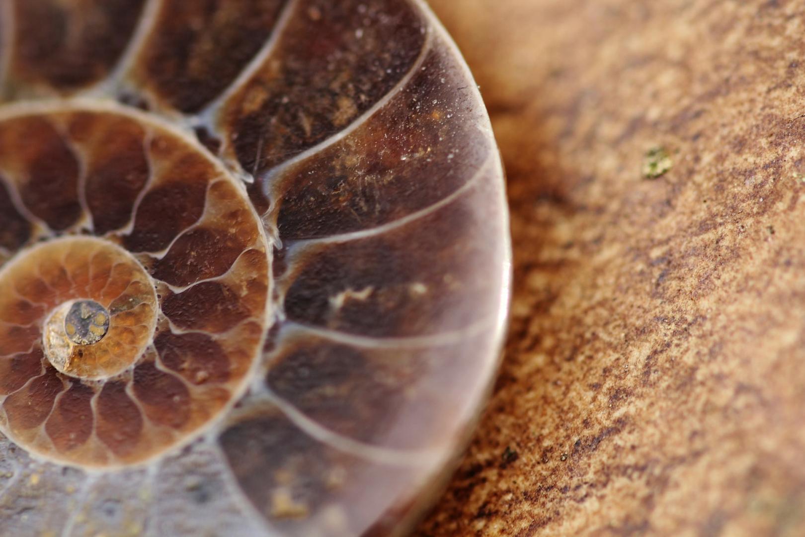 Fossile - Eventi