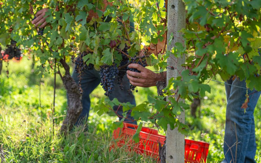 Vendemmia-articolo langhe-raccolta rossi