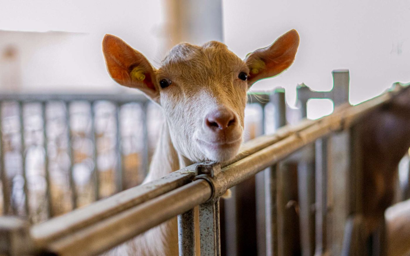 Da Fabiana - Capre e pecore di razza sarda