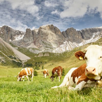 pascolo - eventi