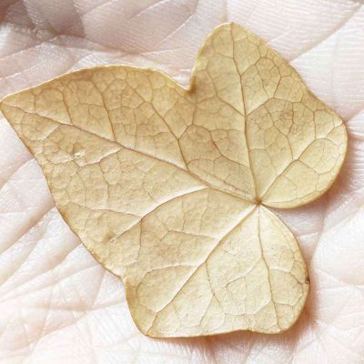 Elisabetta Di Maggio: Frangibile - eventi