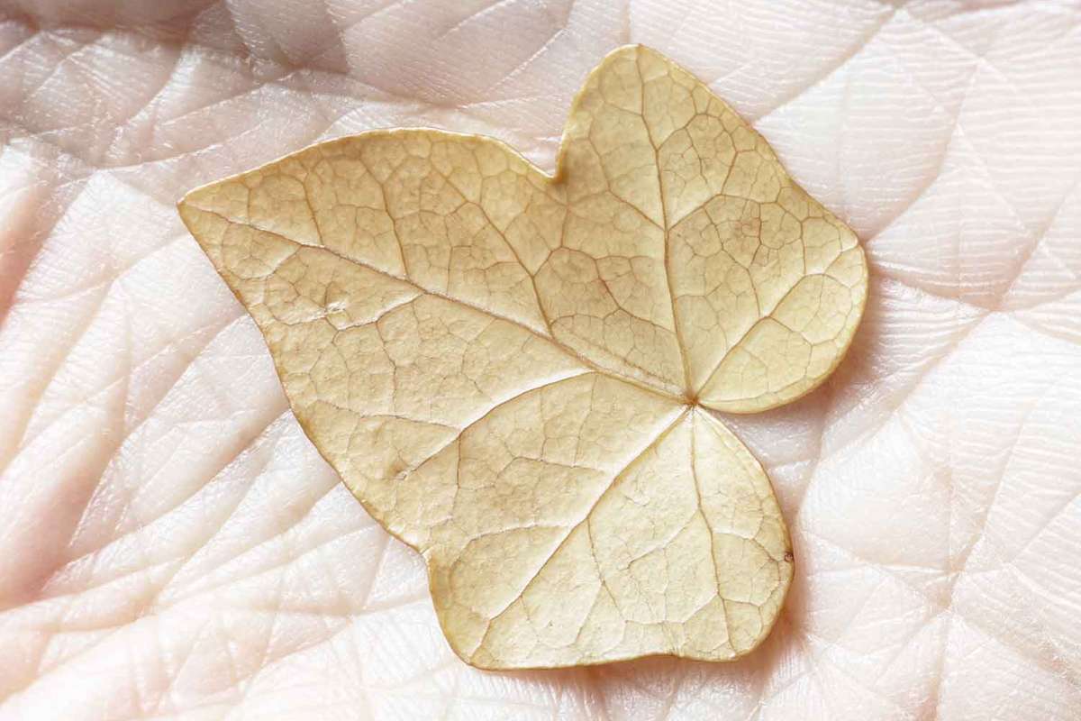 Elisabetta Di Maggio: Frangibile - eventi