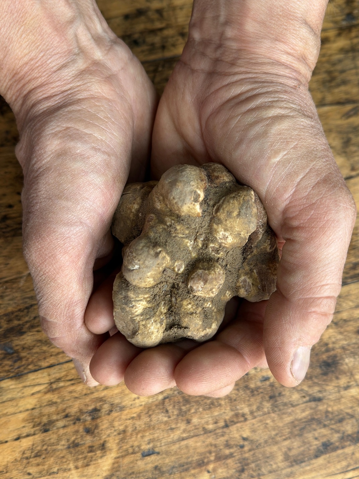 Fiera-del-Tartufo-a-Castelnuovo-Don-Bosco