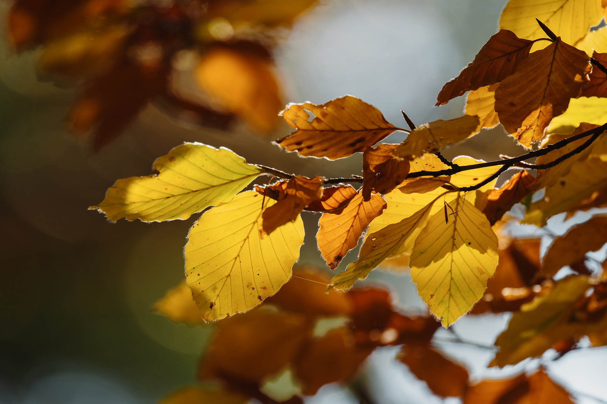 copertine_val_tanaro