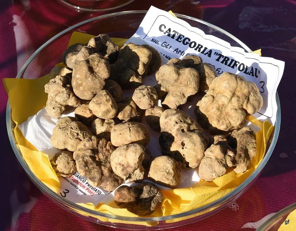 castelnuovo don bosco fiera - eventi