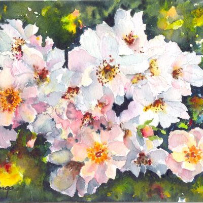 Magia e gioia del colore - eventi