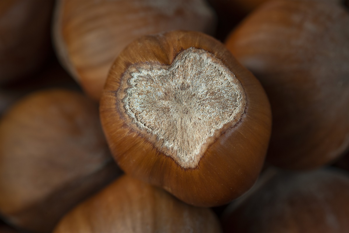 la-nocciola-enzo-massa