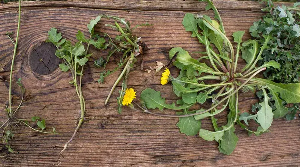 erbe spontanee – eventi