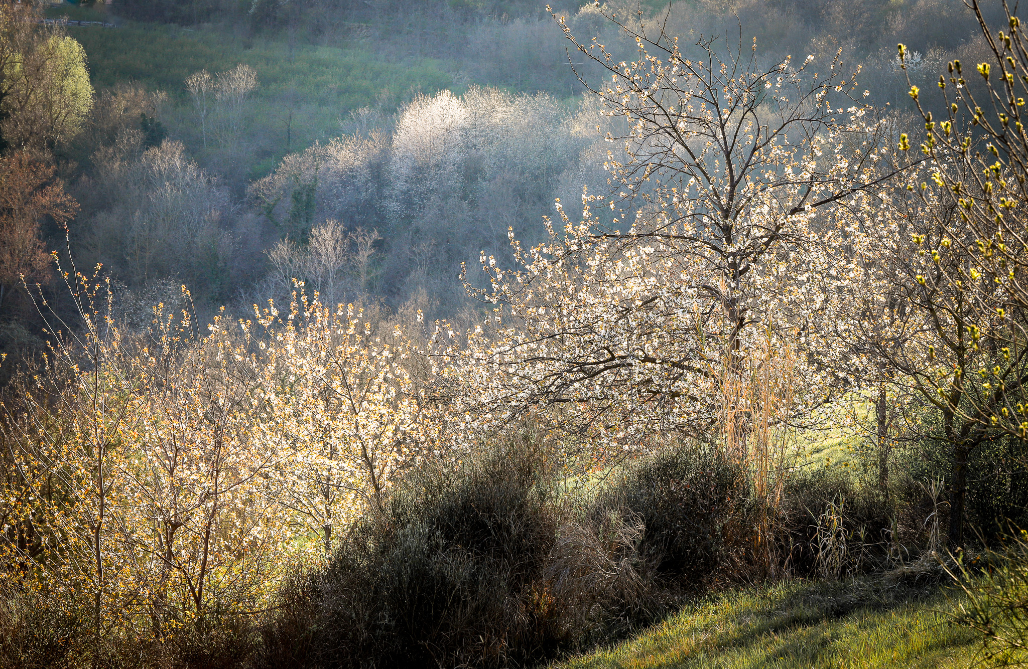 pruni in fiore alta langa nmurialdo