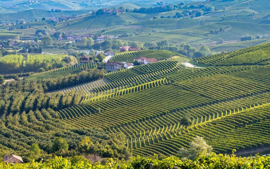 Vigneti in Monferrato