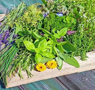 erbe-spontanee eventi