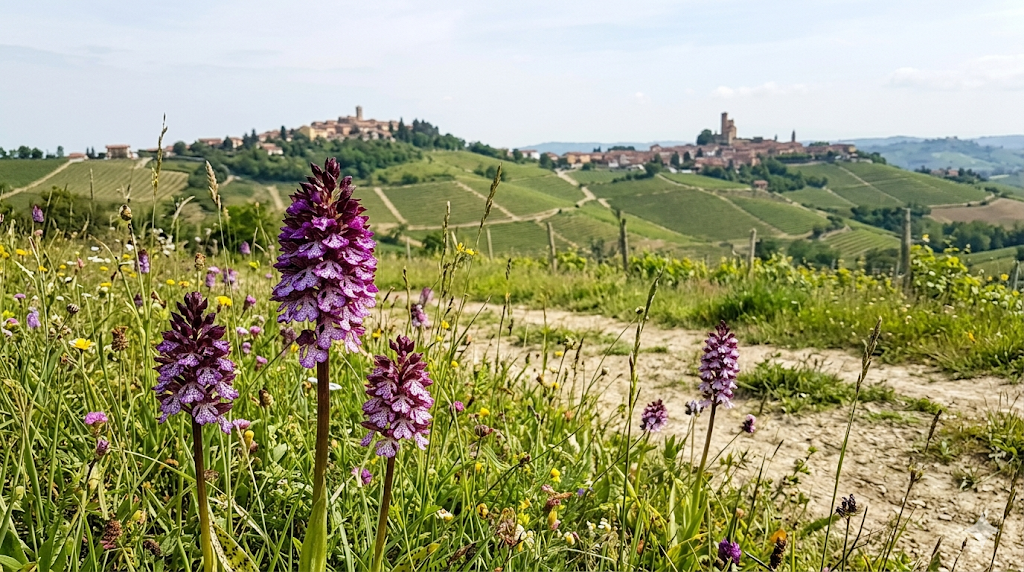 orchidee selvatiche – eventi