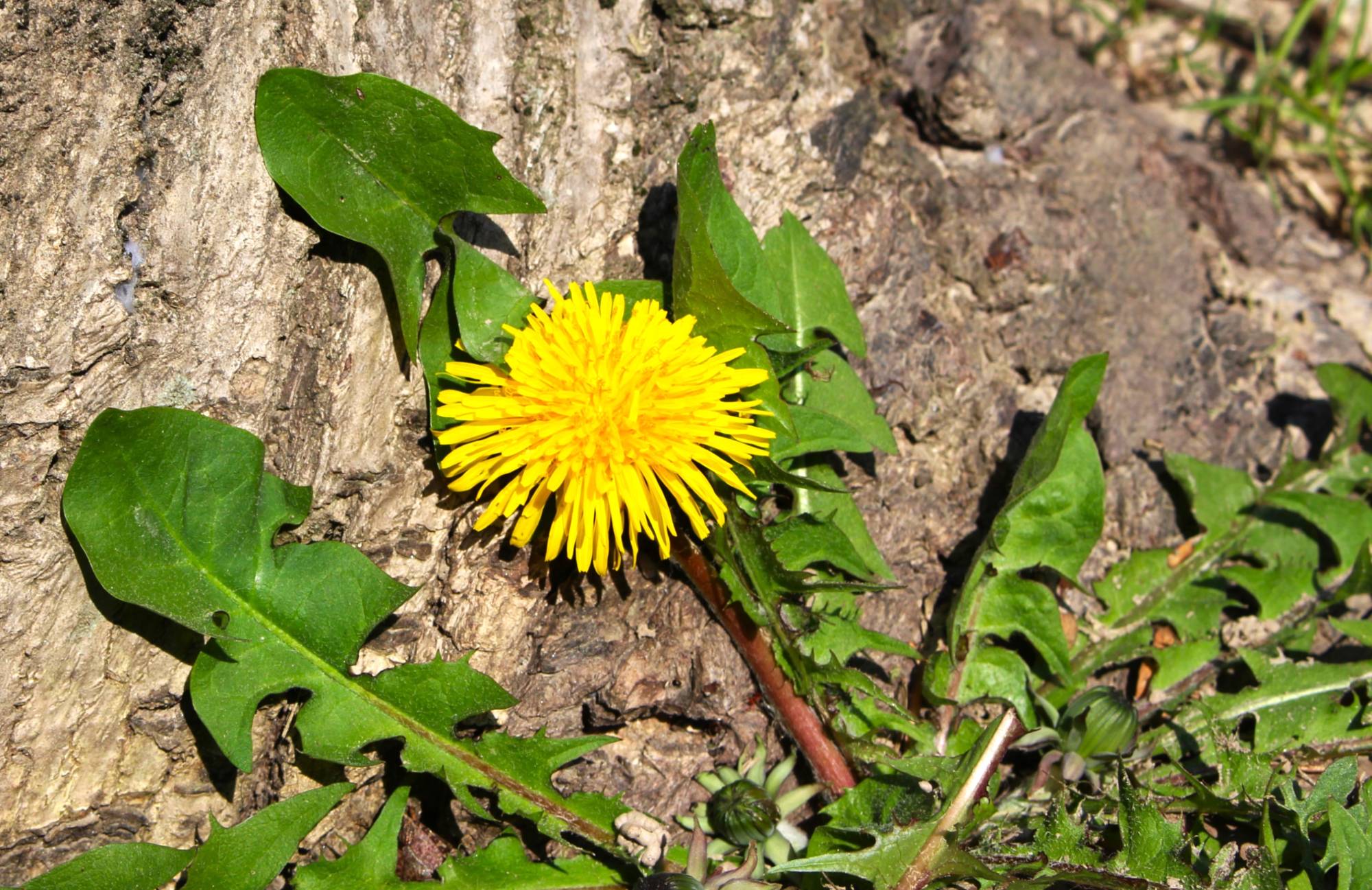 tarassaco particolare