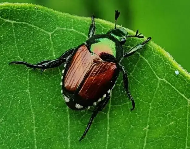 popilla japonica