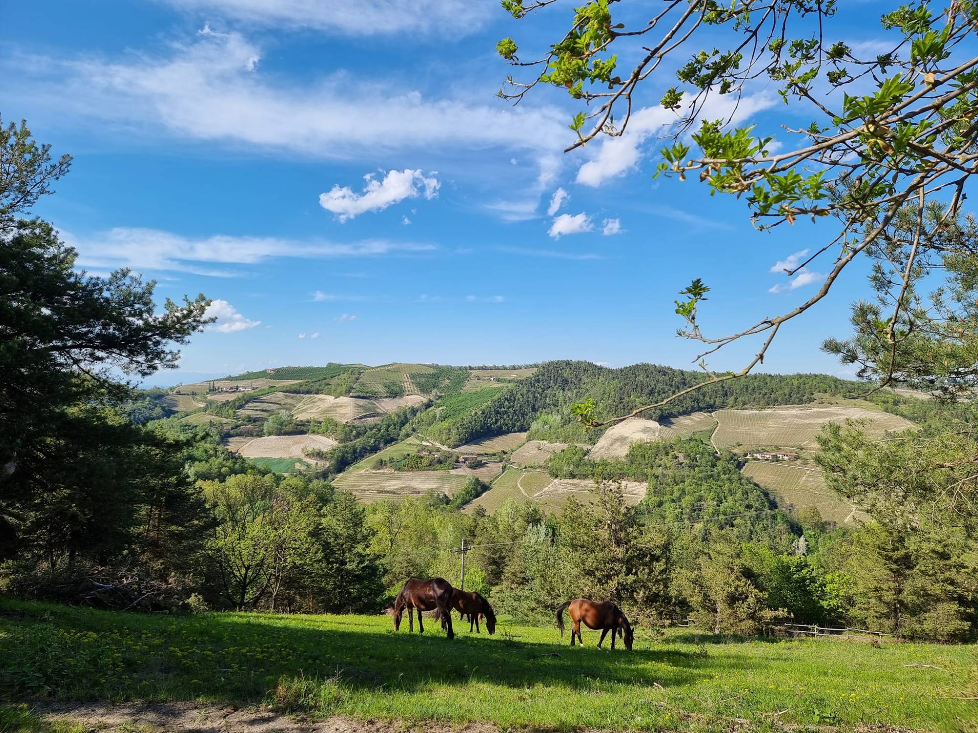 Alta Langa