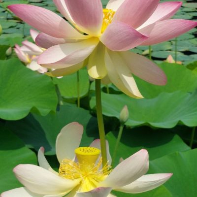 fiori loto terre alte - eventi