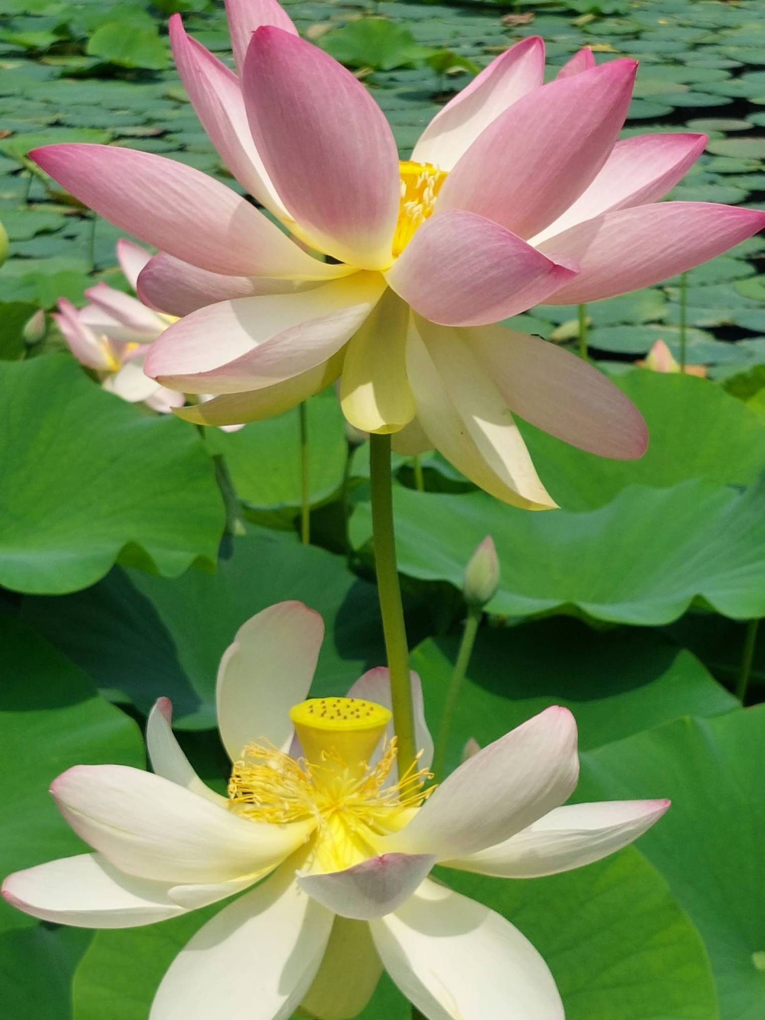 fiori loto terre alte - eventi