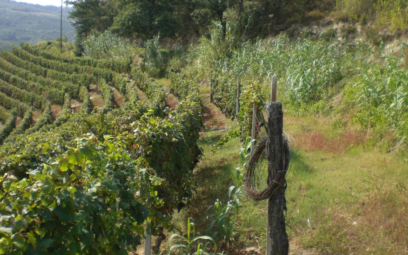 Una vigna di gamba di pernice