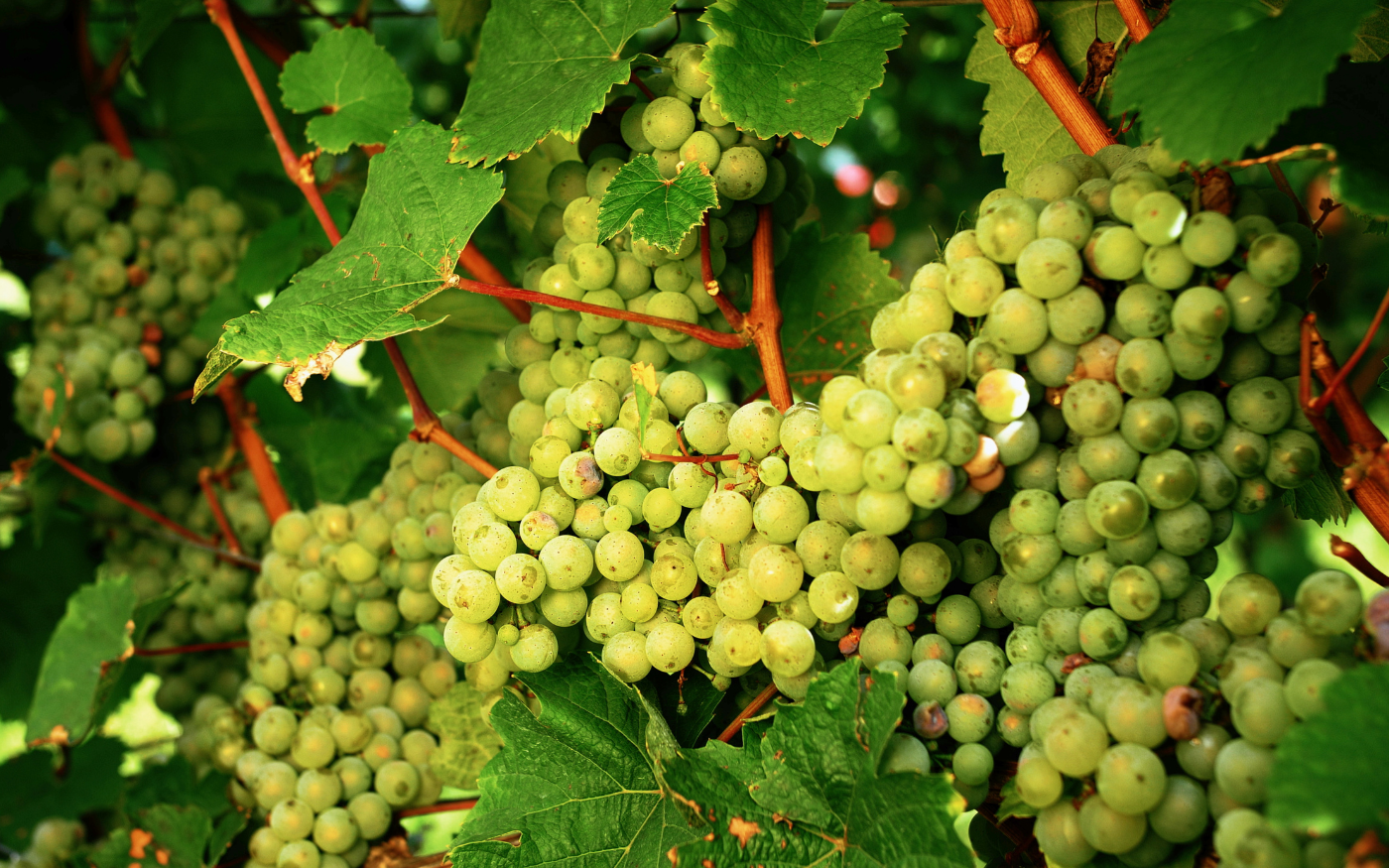 GRAPPOLI RIESLING (1)