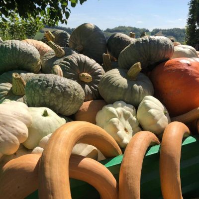 fiera zucca piozzo - eventi