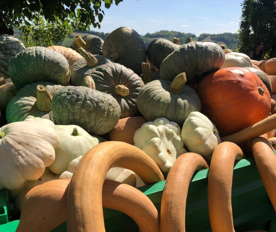 fiera zucca piozzo - eventi