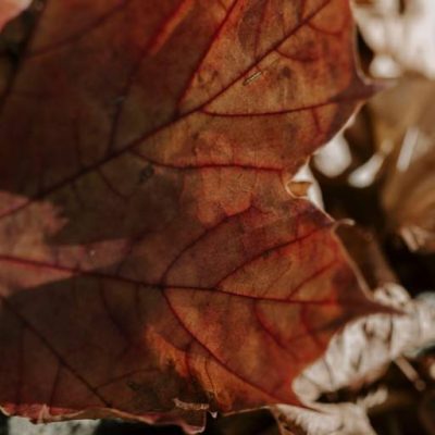 essere bosco cerretto langhe - eventi